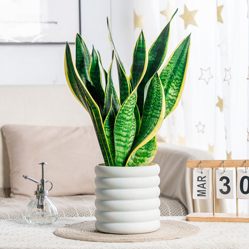 BloomBox | Zimmerpflanzen-Töpfe