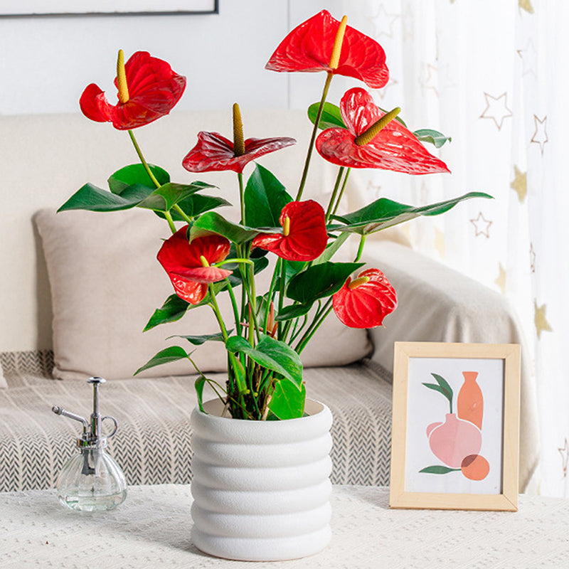 BloomBox | Zimmerpflanzen-Töpfe
