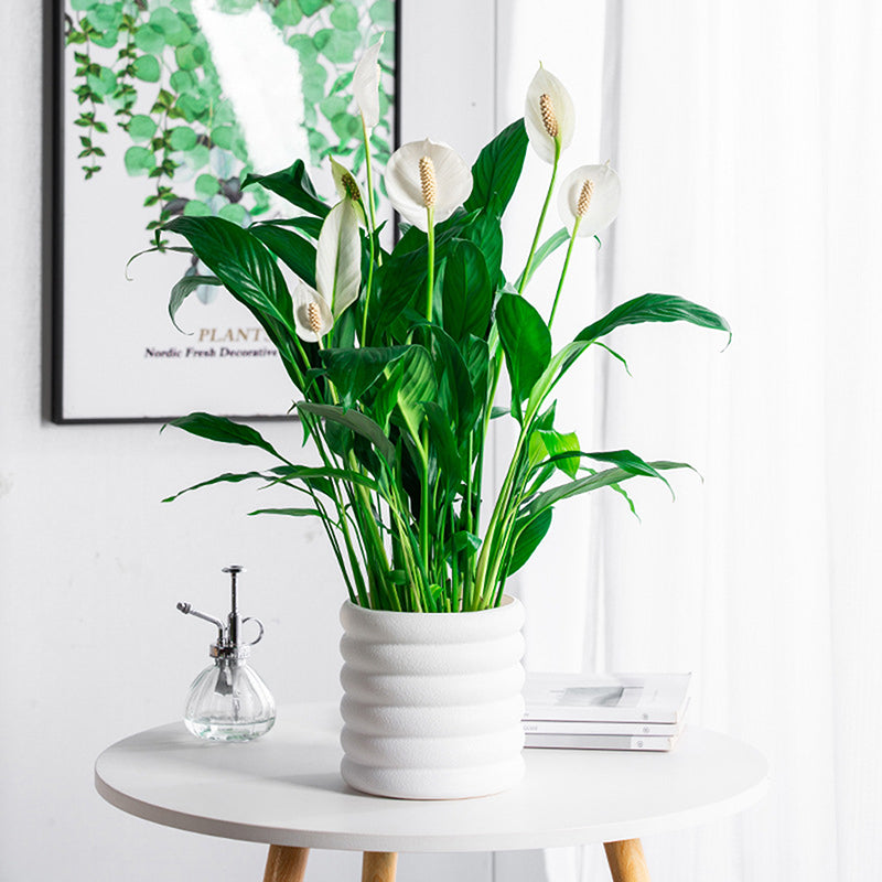 BloomBox | Zimmerpflanzen-Töpfe